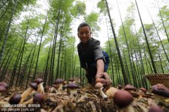 澳门永利赌场_澳门永利网址_澳门永利网站_利用丰富的竹林林下闲置土地