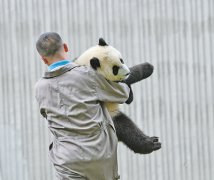 澳门永利赌场_澳门永利网址_澳门永利网站_分布有野生大熊猫1614只